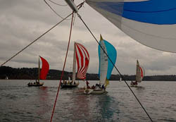 sailboats w/ spinnakers