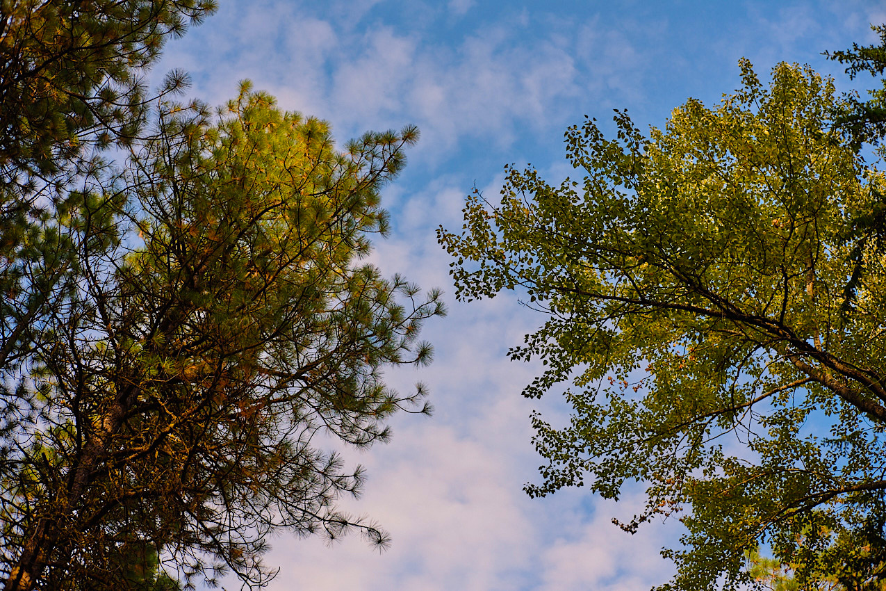 FallColors