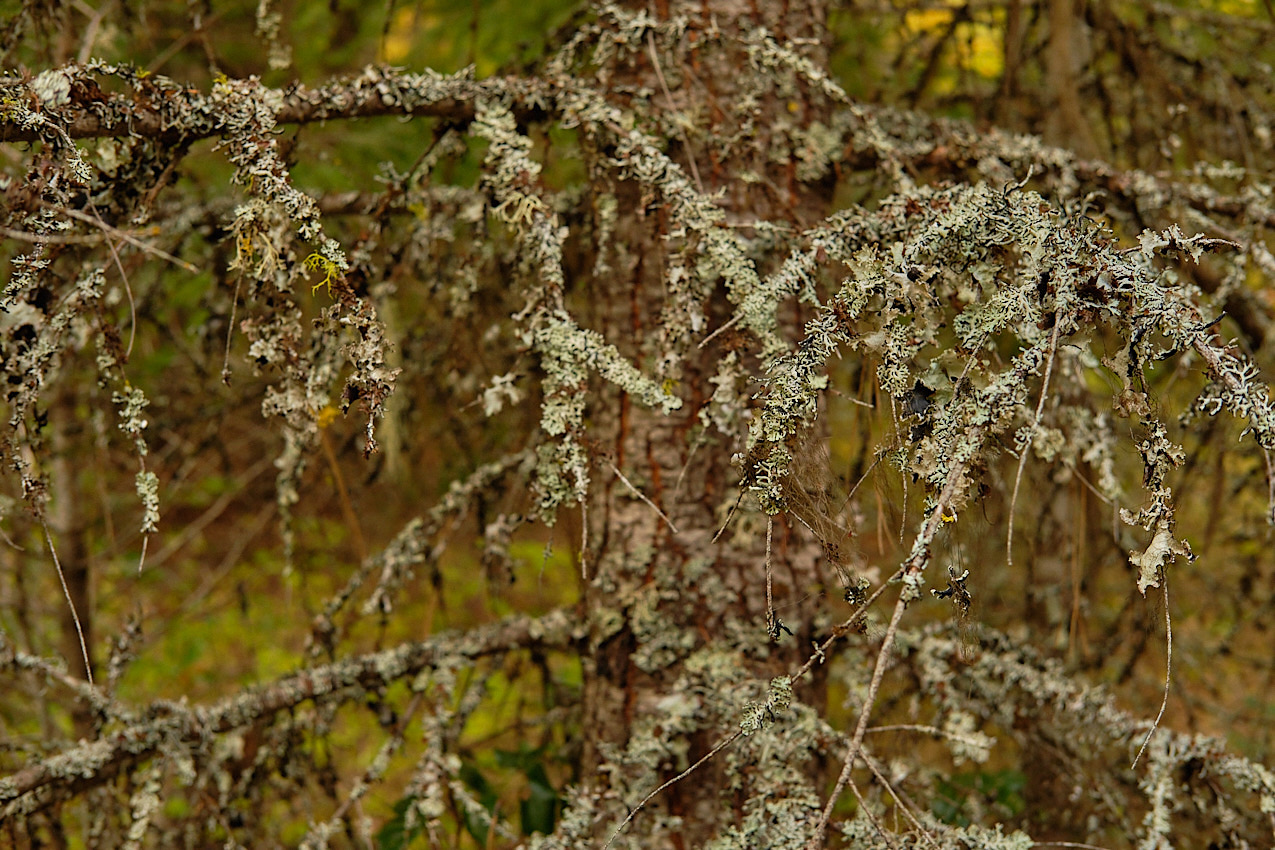 FallColors