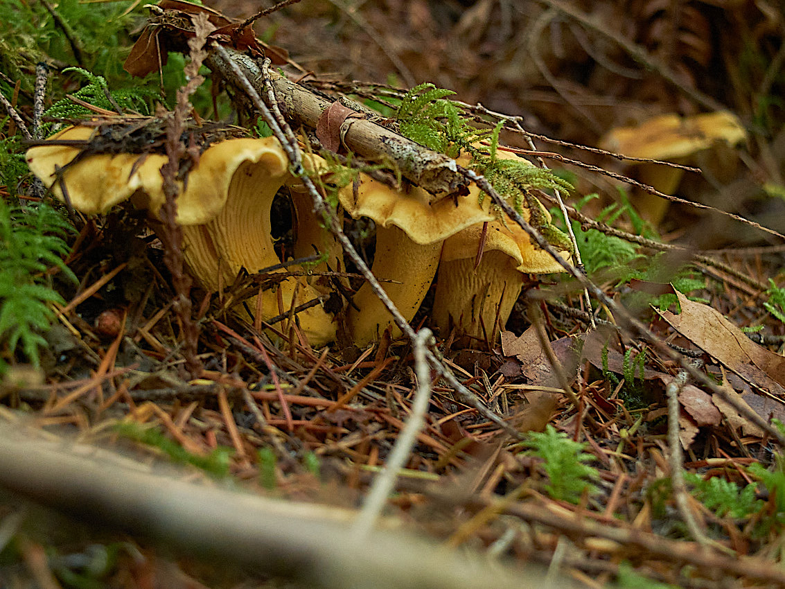 Mushroom Camping