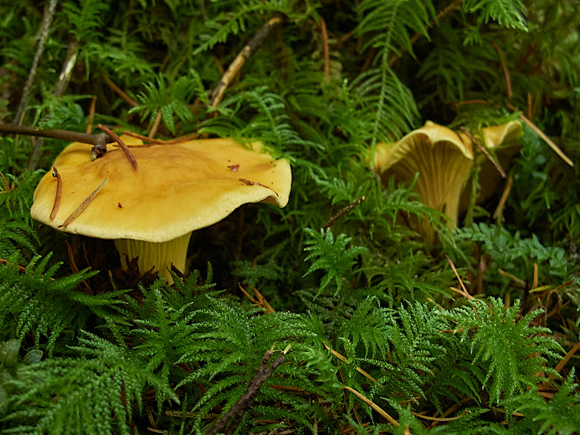 Mushroom Camping