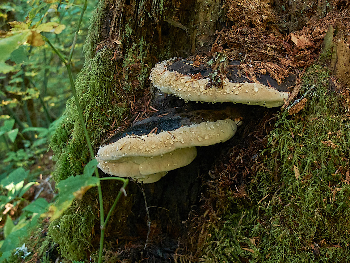 Mushroom Camping