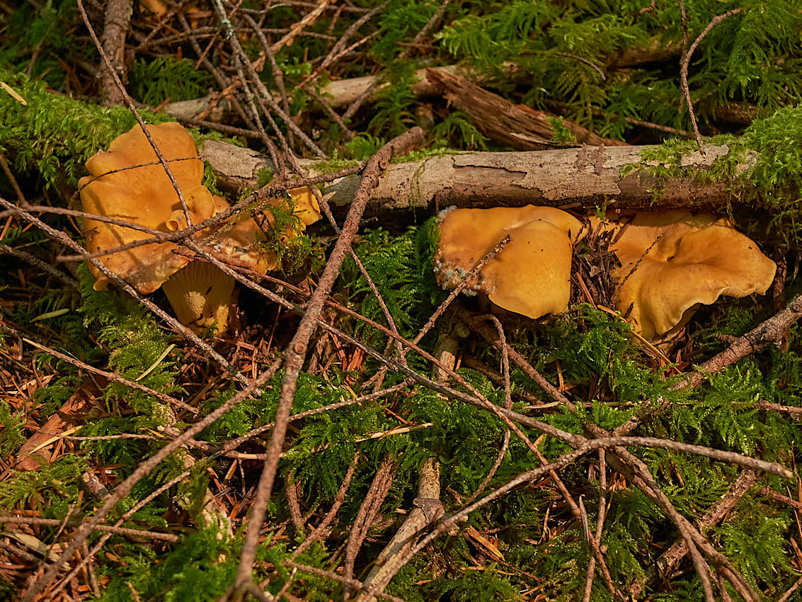 Mushroom Camping