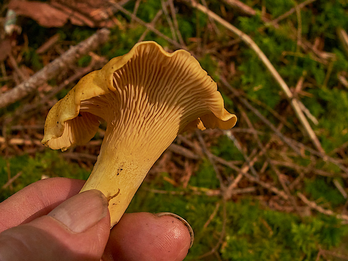 Mushroom Camping