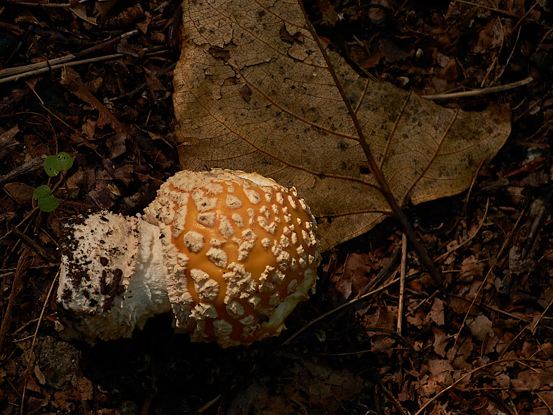 Mushroom Camping