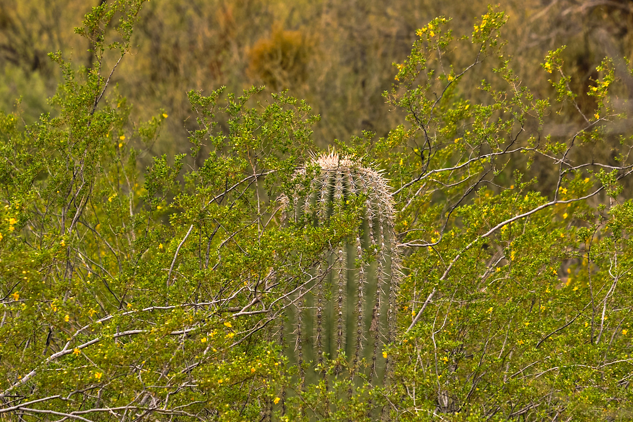 Arizona Trip