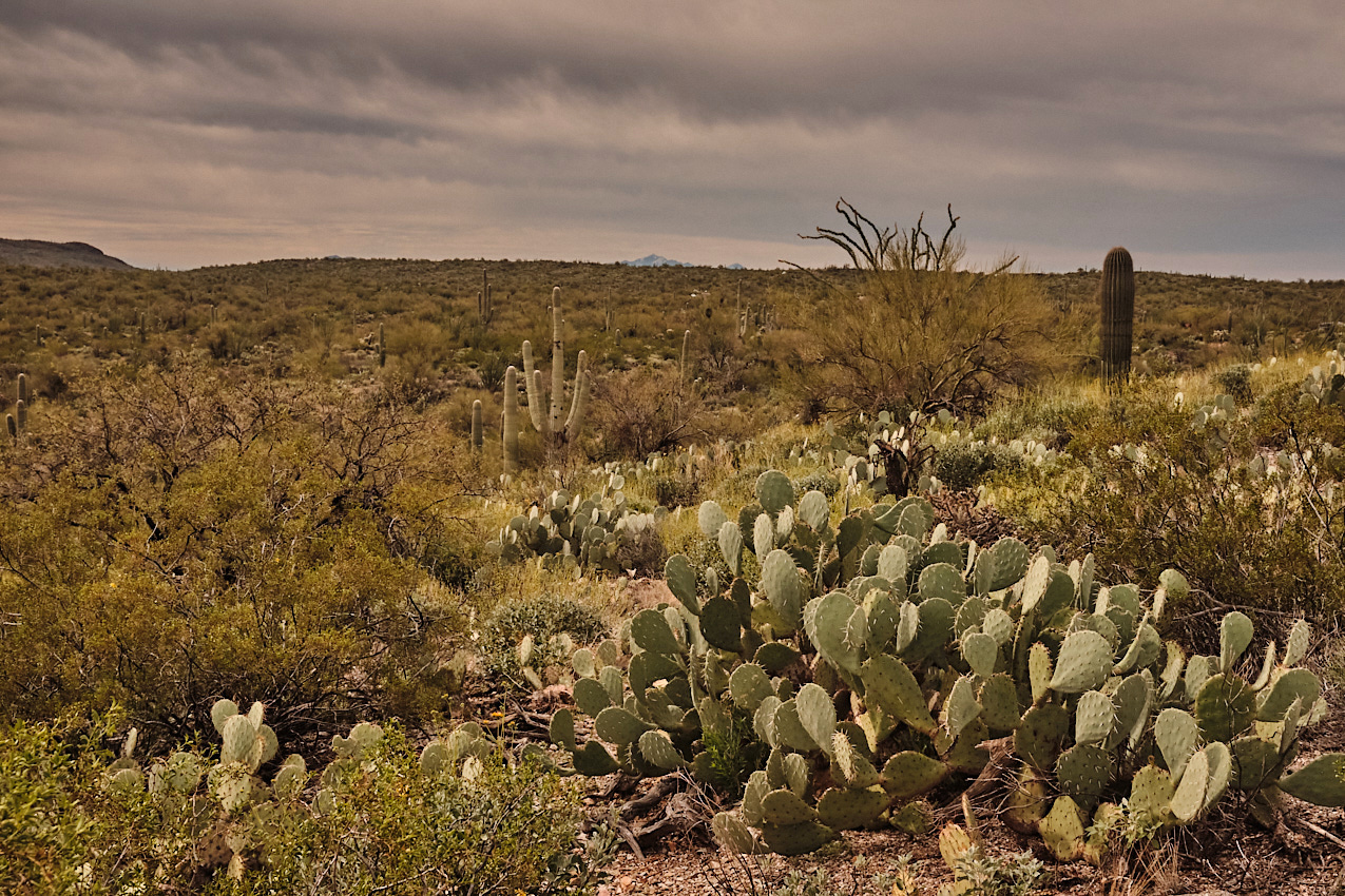 Arizona Trip