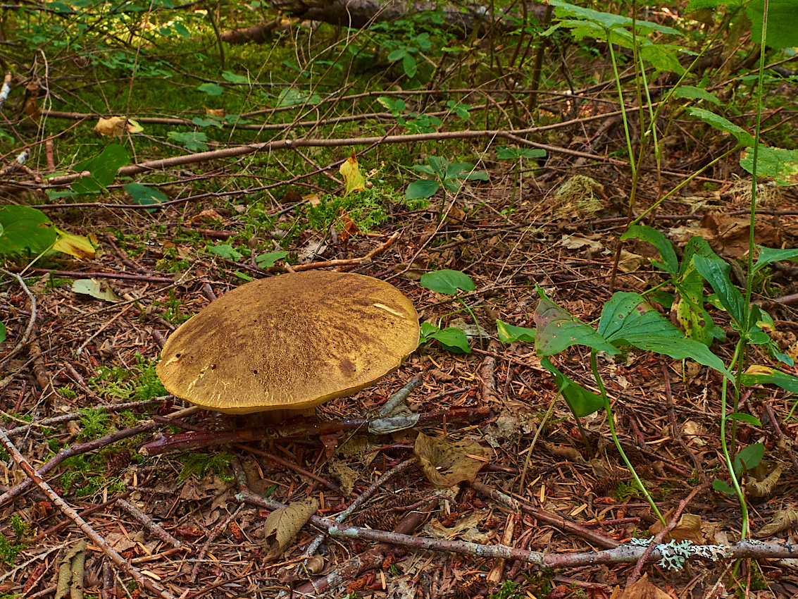 Skykomish Camp