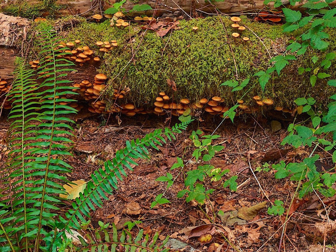 Skykomish Camp