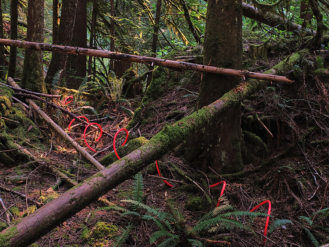 Skykomish Camp