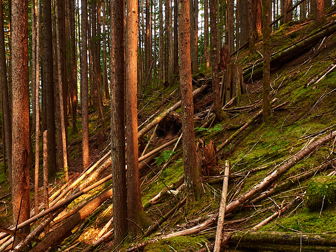 Skykomish Camp