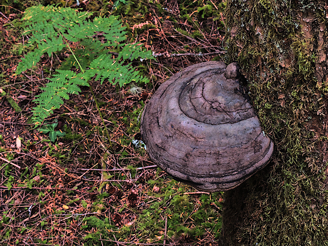 Skykomish Camp