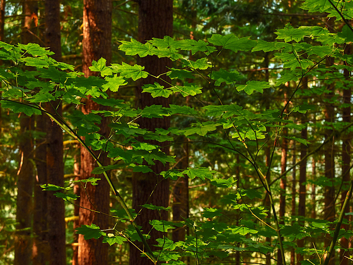 Skykomish Camp