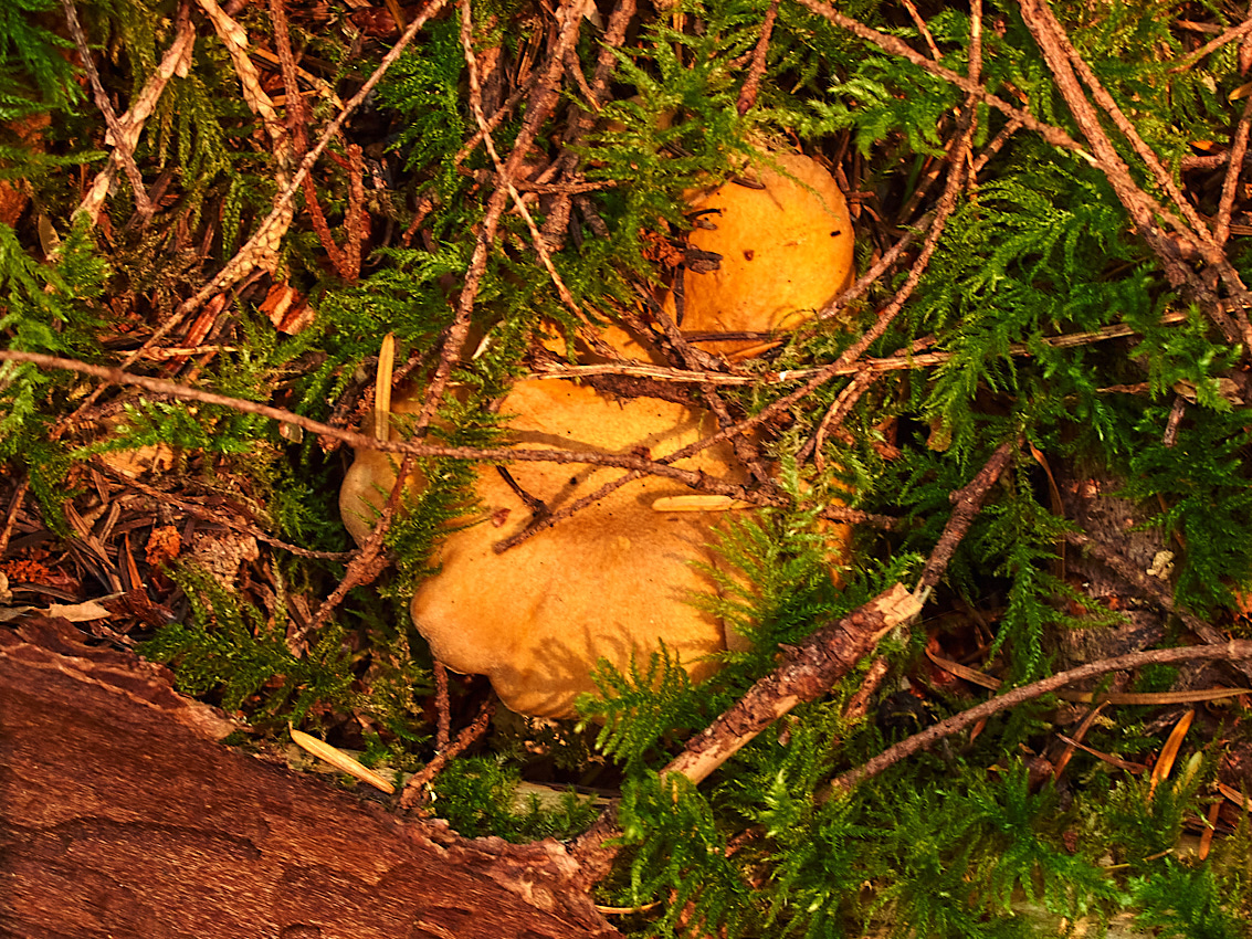 Skykomish Camp