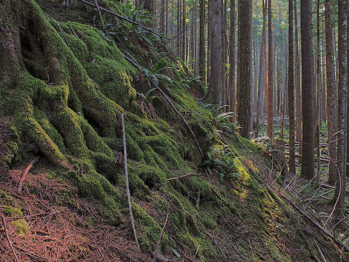 Skykomish Camp