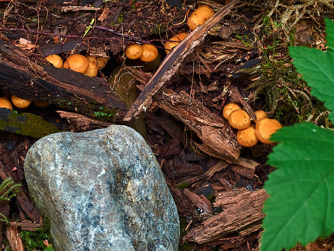 Skykomish Camp