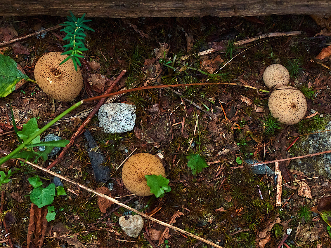 Skykomish Camp