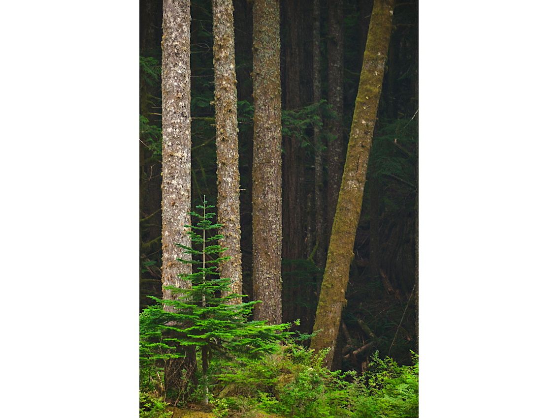 Skykomish Camp