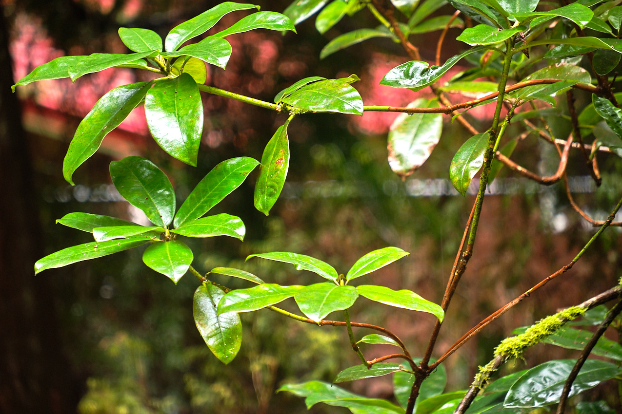 TeresaRob