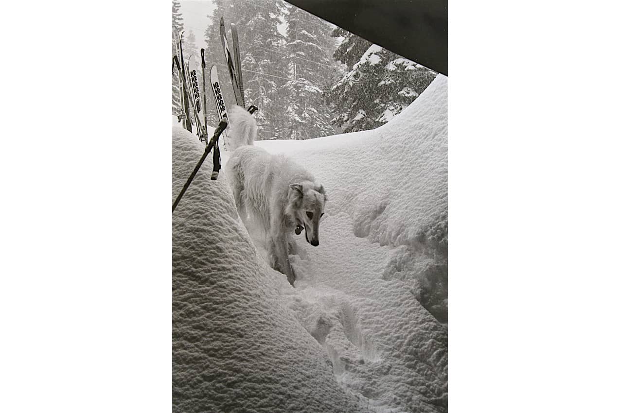 Common College.Snowy Borzoi