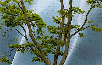 EMP trees